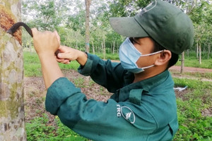 Cao su Đồng Phú (DPR) báo lãi quý 3/2023 giảm 42%