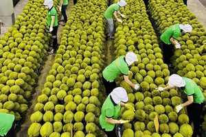 Lý do xuất khẩu rau quả Việt Nam vừa hụt thu hơn 2.800 tỷ đồng